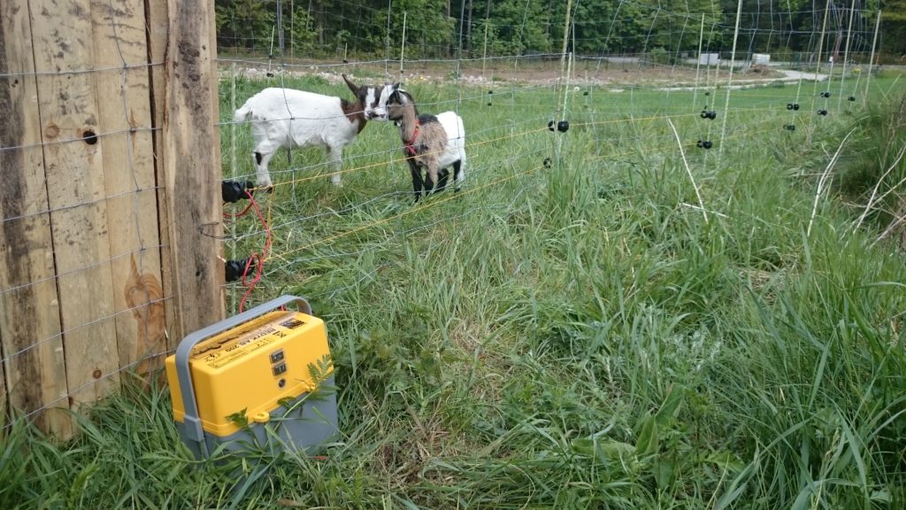 Kozy i pastuch elektryczny